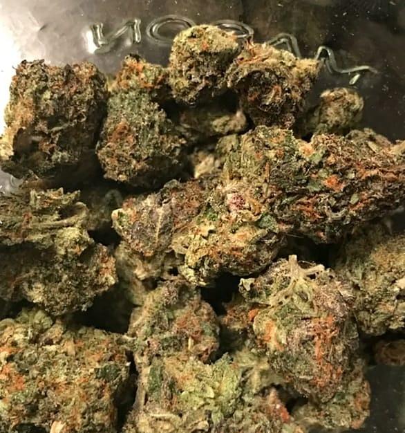 Gelato (Hybrid)